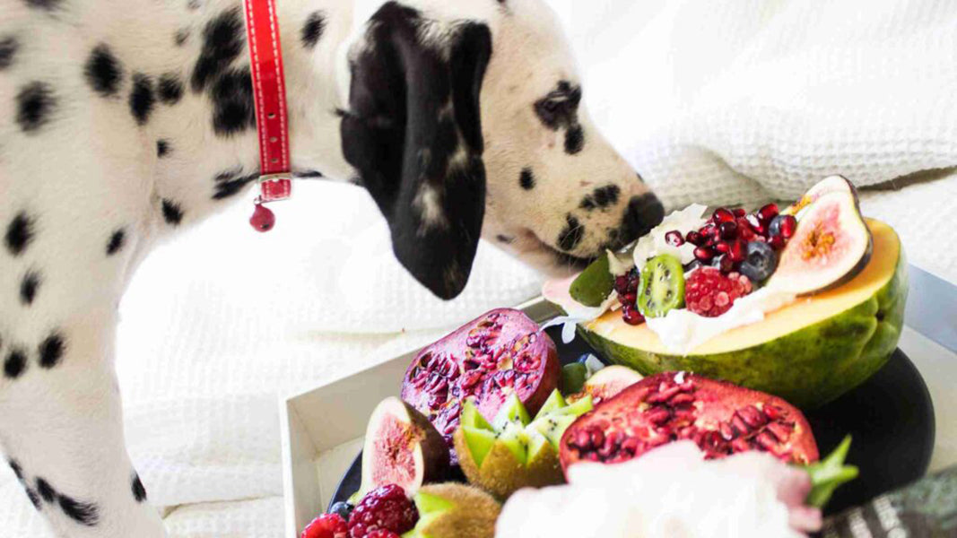 fruits for dogs - Benefits of Fruits in Your Dogs Diet by PetWell